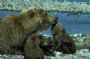 Noch k�nnen sich diese Grizzlys in der unber�hrten Natur austoben.